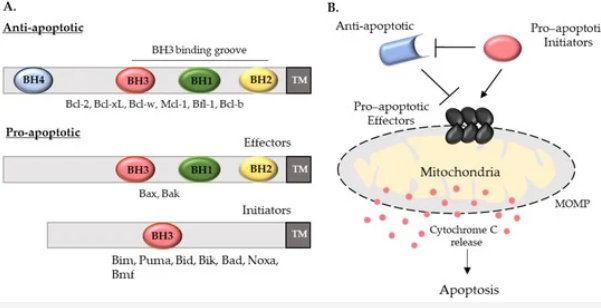 BreatCancer-treatment-Antisense-Oligonucleotides-ASOs