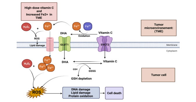 aohc vitamin C enhances the effects of radiotherapy