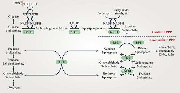 aohc Pentose Phosphate Pathway by aohc