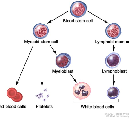 MYELOPROLIFERATIVE NEOPLASM CELL