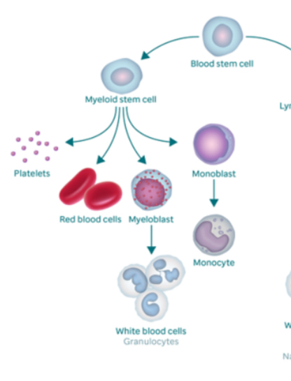 Myeloproliferative Neoplasms ATTCH 3