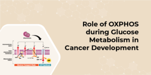Role of OXPHOS during Glucose Metabolism in Cancer Development ...